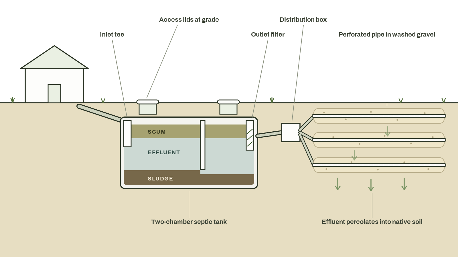 Cutaway diagram of a conventional septic system: wastewater flows from the house through the inlet tee into a two-chamber septic tank, where scum floats and sludge settles, then through a distribution box into three gravel drainfield trenches with perforated pipe, and percolates into the native soil.